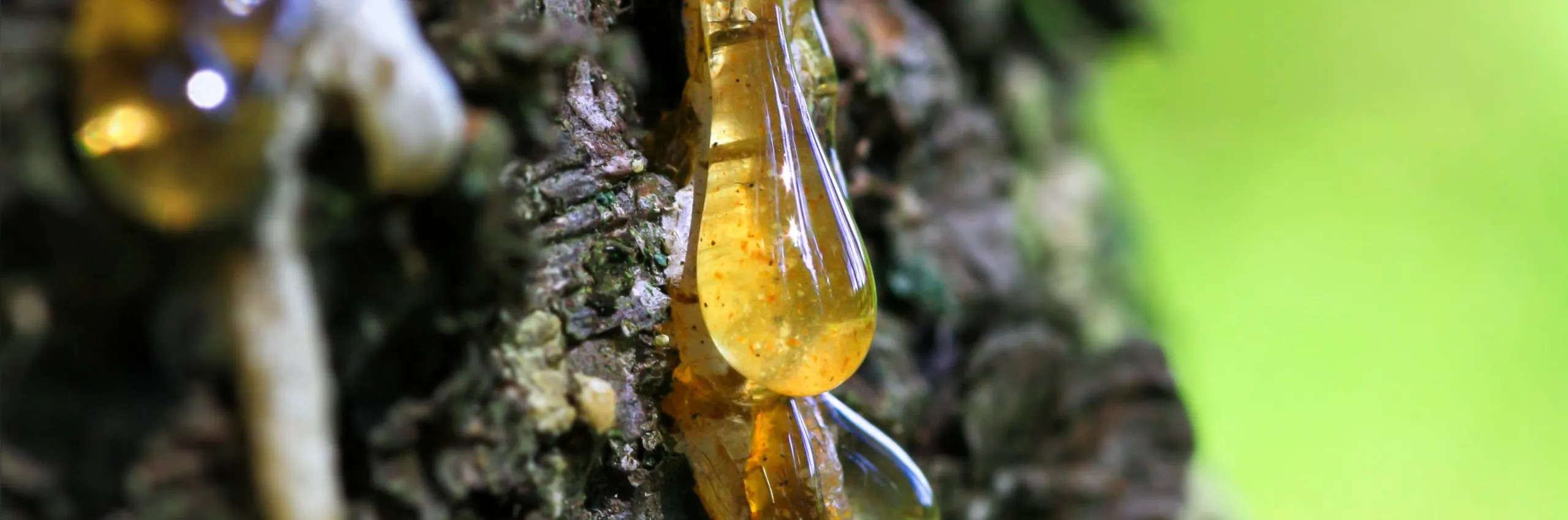 Tree sap