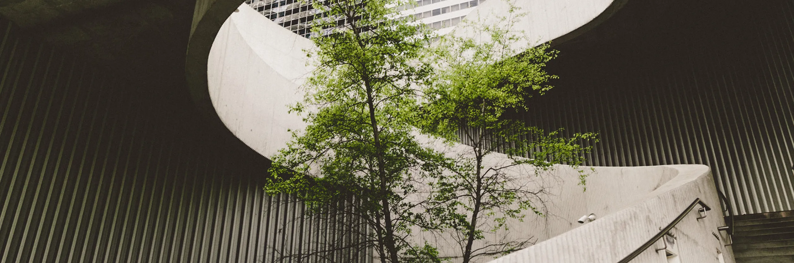 Staircase with a tree growing in the middle