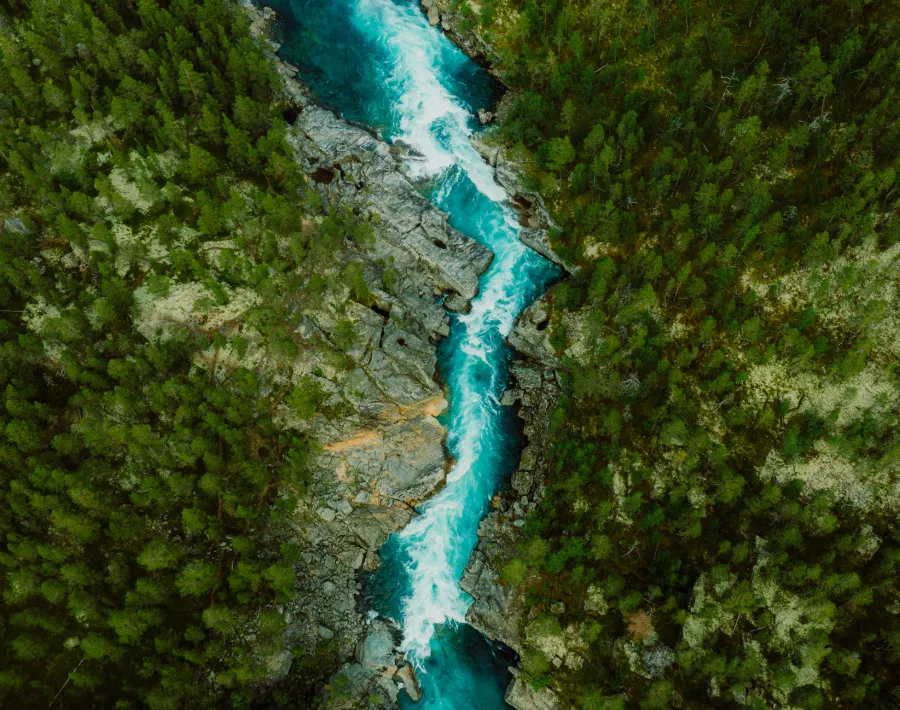 River dividing forrest