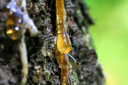 Tree sap